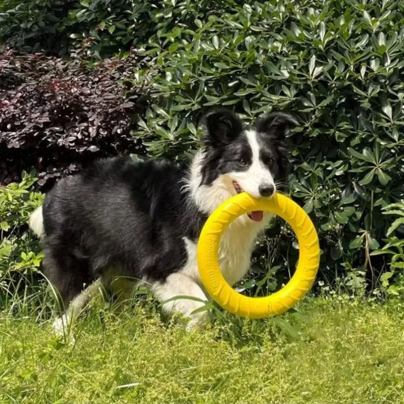 Border collie outdoors holding the yellow Durable Ring Chew & Fetch Toy, labelled super bite resistant and soft and not harmful to teeth